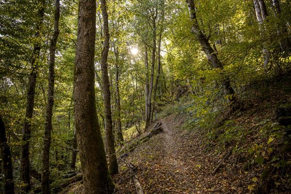 Andere wandelingen in de Eislek