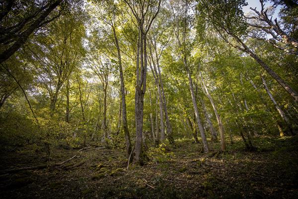 Wandern im Ourtal - Aktivitäten