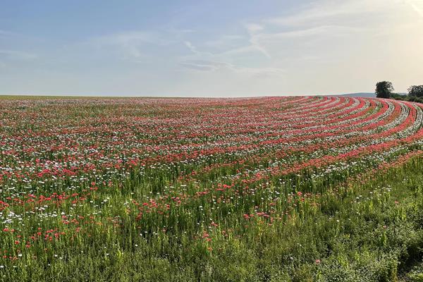 Wandelen in het Ourdal - Activiteiten